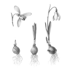 Snowdrop Hand Drawn Pencil Illustration Isolated on White with Clipping Path