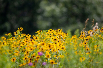 field of yellow flowers