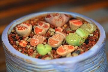 A beautiful perennial succulent herb -- Lithops