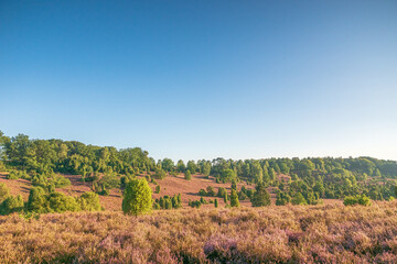 L&uuml;neburger Heide