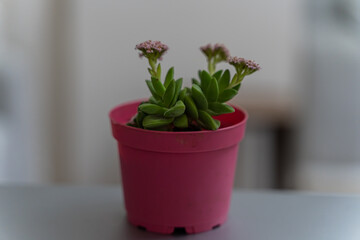 Succulent, Terrarium Cactus, Succulent Cactus