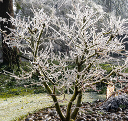 A vine maple tree in a residential area covered with ice after a freezing rain ice storm