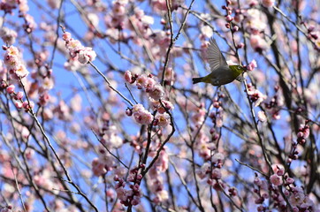梅の花とメジロ