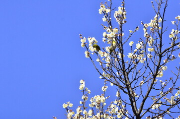 梅の花とメジロ