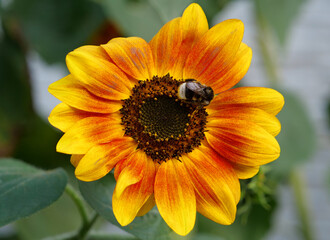 Bumblebee on big yellow flower