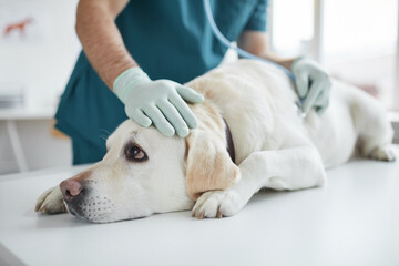 Portrait of big white dog lying on examination table in clinic with unrecognizable veterinarian...