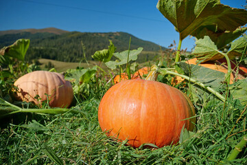 Big orange pumpkins grows in garden