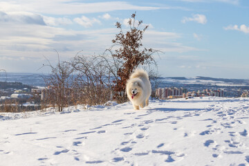Samoyed - Samoyed beautiful breed Siberian white dog. The dog runs on a snowy path and has his tongue out. Snow flies around him. In the background is a large city and a blue sky with white clouds. - obrazy, fototapety, plakaty