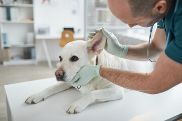 Cropped portrait of mature veterinarian examining ears and hearing of white dog at vet clinic, copy...