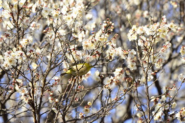 梅の花とメジロ