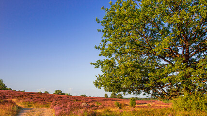Obraz premium Lüneburger Heide