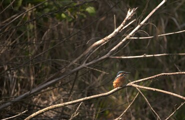 Beauty colorful bird Kingfisher Alcedo atthis sits on the branch over pond