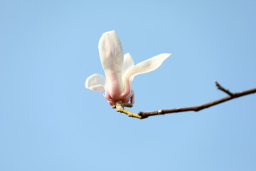 Magnolia flower in the blue sky