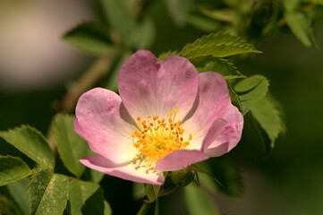 Beauty plant,herb blooming pink flakes wild roses