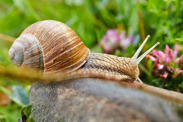  snail crawling on the stone