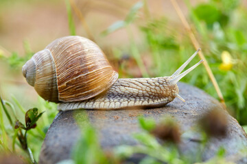  snail crawling on the stone