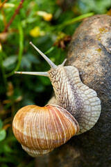  snail crawling on the stone