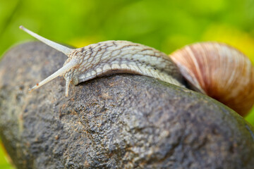  snail crawling on the stone