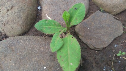 leaves on the ground