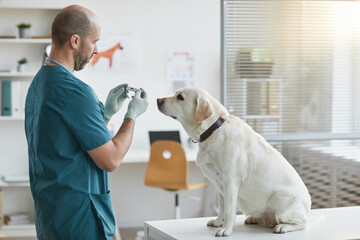 Side view portrait of white labrador dog sitting on examination table at vet clinic with mature...