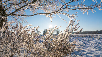 L&uuml;neburger Heide