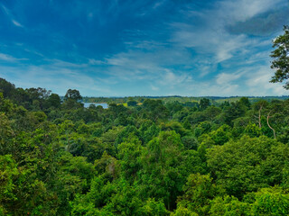 Fototapeta na wymiar Central Catchment Nature Reserve Singapore