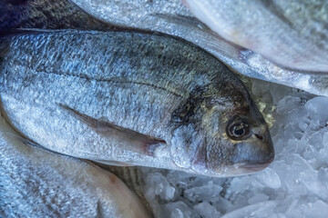 Fresh fish on the ice. Seafood market