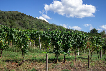 Fototapeta na wymiar Landscape of green vineyards