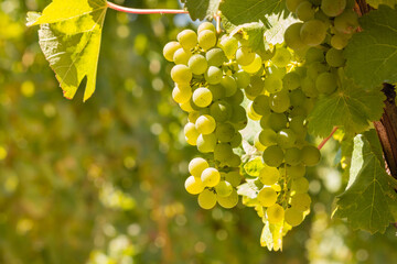 closeup of bunches of ripe Sauvignon Blanc grapes on vine in vineyard at harvest time with blurred background and copy space