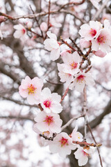 Obraz premium Almond blossom leaves in spring