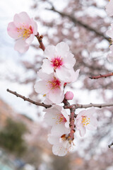 Almond blossom leaves in spring