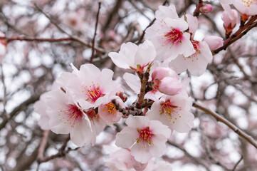 Almond blossom leaves in spring