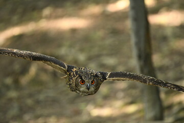 Ptak sowa Puchacz (Bubo Bubo) w Parku Leśnych niespodzianek w Ustroniu