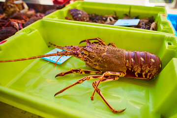 lobster on the market