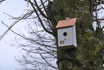 Beautiful small gray old wooden bird house on linden tree with red roof on winter day, Ballinteer, Dublin, Ireland