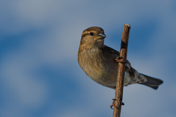 bird of prey