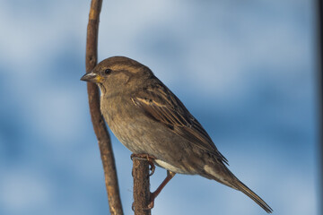 sparrow on a branch