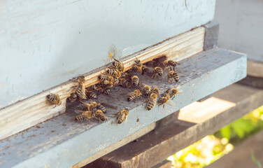 Fototapeta na wymiar Honey bees at coming and going at the hive