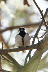 japanese tit on the branch