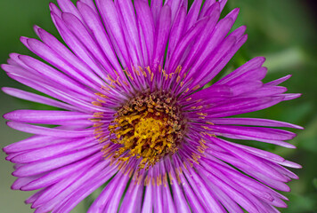 Obraz premium Michaelmas daisies autumn flowers macro