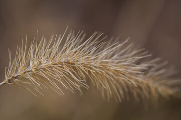 Close Up of Dried Golden Grass Flower with Blurry Brown Background