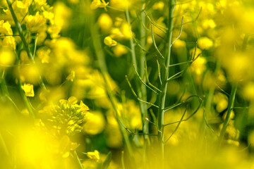 Blooming rapeseed (Brassica napus) field in Poland. Young rape pods. Rape flowers. 