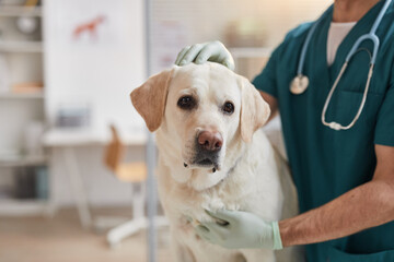 Cropped portrait of male veterinarian stroking white Labrador dog at vet clinic, copy space