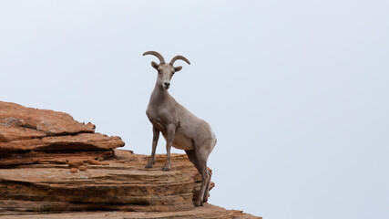 A desert bighorn sheep ewe stands with her front legs up on a higher ridge of rock to get a better...