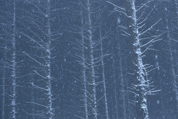 Beautiful winter snowy woods Ticknock Forest National Park, Co. Dublin, Ireland. Unusual Irish winter. Rare views