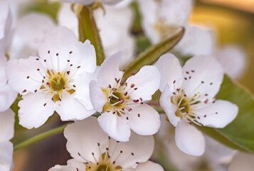 spring flower cherry in garden macro