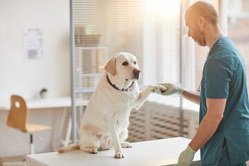 Full length portrait of white Labrador dog giving paw to veterinarian at vet clinic lit by...