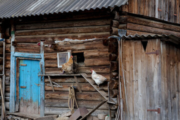 Three chickens hen entering in chicken coop.