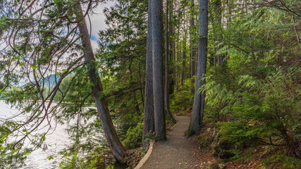 Tall trees lining lakeside forest trail in British Columbia, Canada