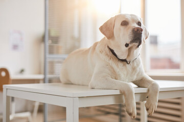 Full length portrait of white Labrador dog lying on examination table at vet clinic lit by...
